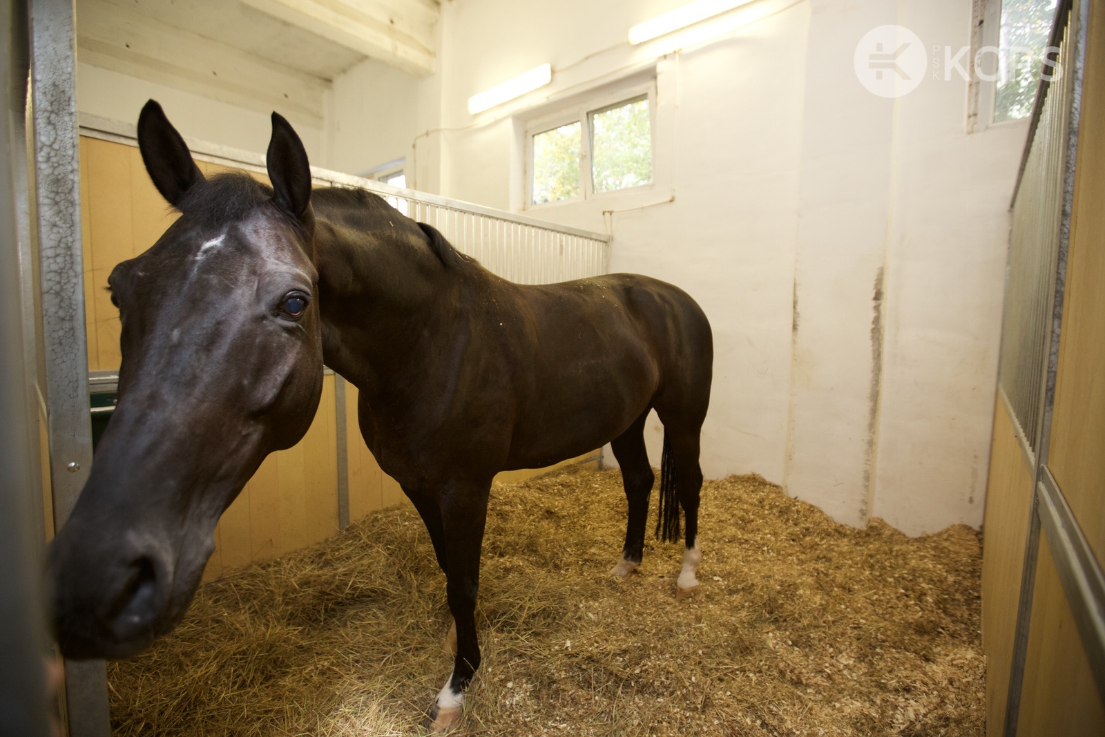 Фото Соломона в деннике » Фото лошадей » Сайт о лошадях 9267887.ru (бывший коники ру)